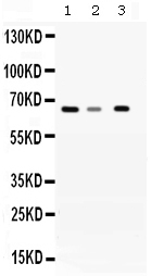 1 - Anti-WDR1 Picoband Antibody ABO12647