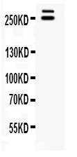 1 - Anti-WNK1 Picoband Antibody ABO12649