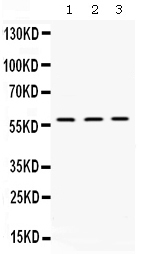 1 - Anti-XIAP Picoband Antibody ABO12650