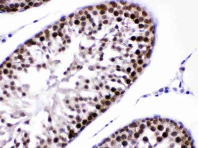 2 - Anti-CRM1 Picoband Antibody ABO12651