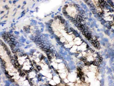 2 - Anti-CRM1 Picoband Antibody ABO12651