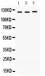 1 - Anti-CRM1 Picoband Antibody ABO12651