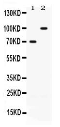 1 - Anti-ZP1 Picoband Antibody ABO12655
