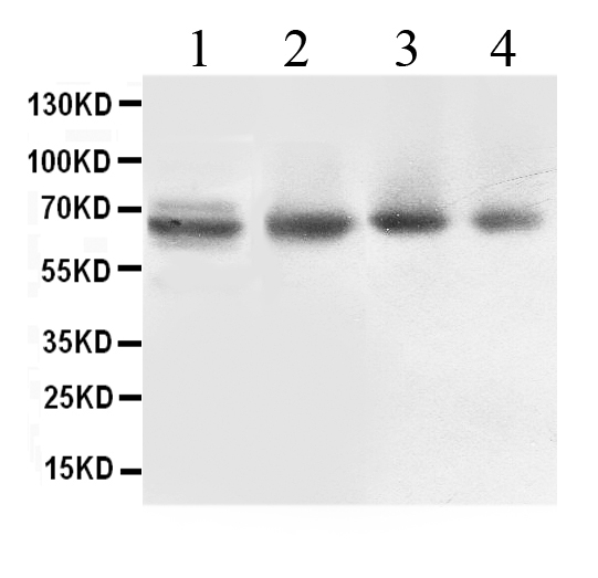 1 - Anti-ABCB10 Picoband Antibody ABO12656