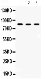 1 - Anti-Aconitase 2 Picoband Antibody ABO12658