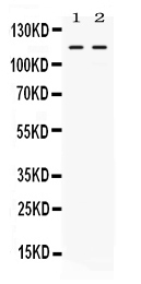 1 - Anti-Argonaute 4 Picoband Antibody ABO12664