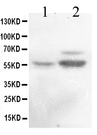 1 - Anti-ALDH1A2 Picoband Antibody ABO12666