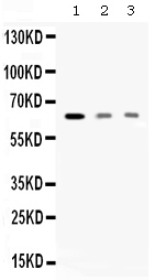 1 - Anti-AMHR2 Picoband Antibody ABO12669