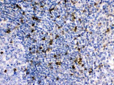 2 - Anti-APOBEC3G Picoband Antibody ABO12670