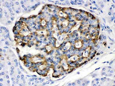 2 - Anti-APOBEC3G Picoband Antibody ABO12670
