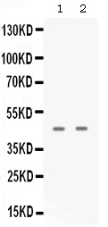 1 - Anti-APOBEC3G Picoband Antibody ABO12670