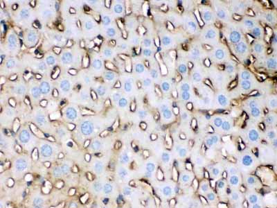 2 - Anti-APOE Picoband Antibody ABO12671