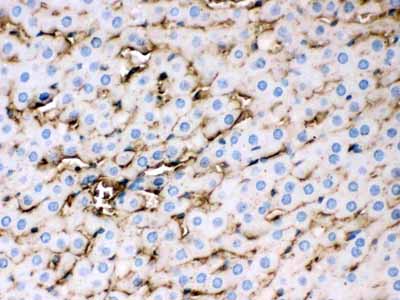 2 - Anti-APOE Picoband Antibody ABO12671