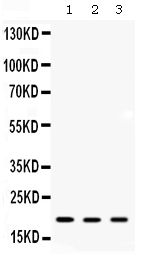 1 - Anti-ARF6 Picoband Antibody ABO12672