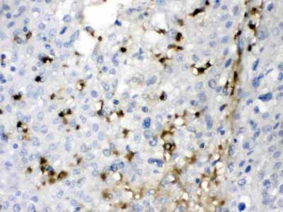 2 - Anti-ca2 Picoband Antibody ABO12674