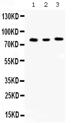 1 - Anti-Cyclin T1 Picoband Antibody ABO12675