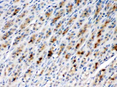 2 - Anti-TCP1 beta Picoband Antibody ABO12677
