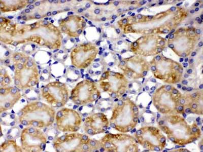 2 - Anti-TCP1 theta Picoband Antibody ABO12678