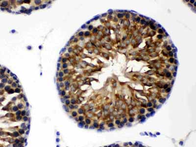 2 - Anti-TCP1 theta Picoband Antibody ABO12678