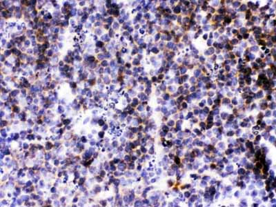 2 - Anti-CXCL13/BLC Picoband Antibody ABO12684