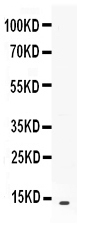 1 - Anti-CXCL13/BLC Picoband Antibody ABO12684