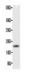 1 - Anti-TNF alpha Antibody ABO12685