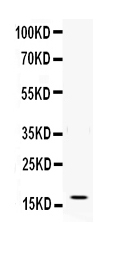 1 - Anti-IFN gamma Antibody ABO12687