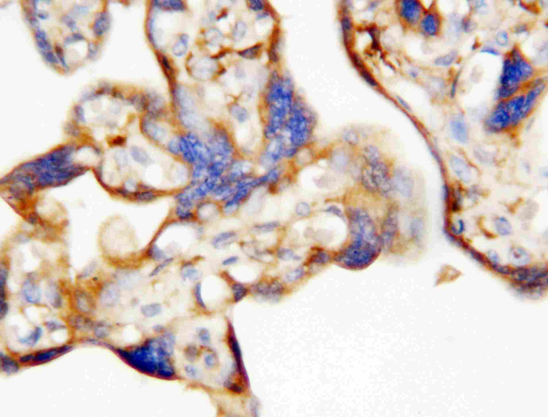 2 - Anti-EPO Antibody ABO12689