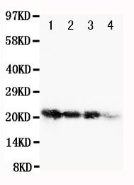 1 - Anti-FGF1 Antibody ABO12690