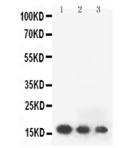 1 - Anti-human FGF2 Antibody ABO12691