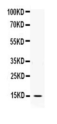 1 - Anti-IL-3 Antibody ABO12693