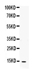 1 - Anti-IL-4 Antibody ABO12694