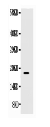 1 - Anti-SCF Antibody ABO12695