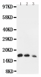 1 - Anti-IL-7 Antibody ABO12698