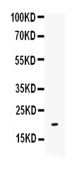 1 - Anti-IL-10 Antibody ABO12699