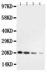 1 - Anti-IL-10 Antibody ABO12700