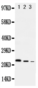 1 - Anti-IL-10 Antibody ABO12701