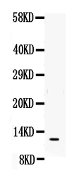 1 - Anti-MIF Antibody ABO12705