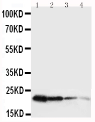1 - Anti-Growth Hormone Antibody ABO12709