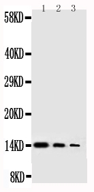 1 - Anti-NGF/NGF beta Antibody ABO12710
