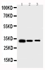 1 - Anti-Survivin Antibody ABO12711