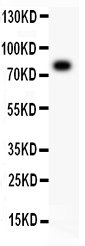 1 - Anti-ALOX5 Antibody ABO12716
