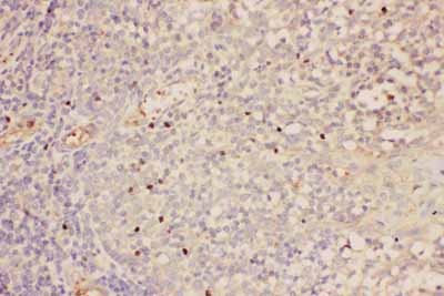 2 - Anti-FOXP3 Antibody ABO12717