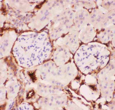 2 - Anti-P GlycoProtein Antibody ABO12719