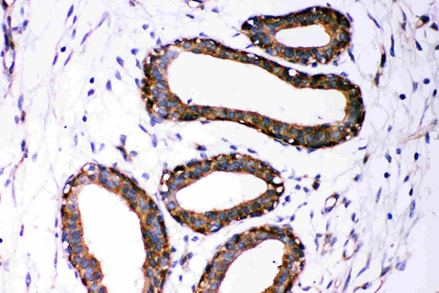 2 - Anti-Dicer Antibody ABO12729