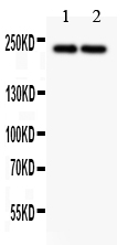 1 - Anti-Dicer Antibody ABO12729