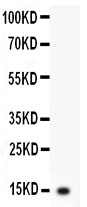 1 - Anti-IL-3 Antibody ABO12730