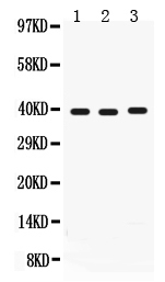 1 - Anti-Midkine Antibody ABO12734