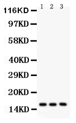 1 - Anti-Survivin Antibody ABO12735