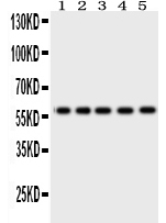 1 - Anti-Occludin Antibody ABO12740